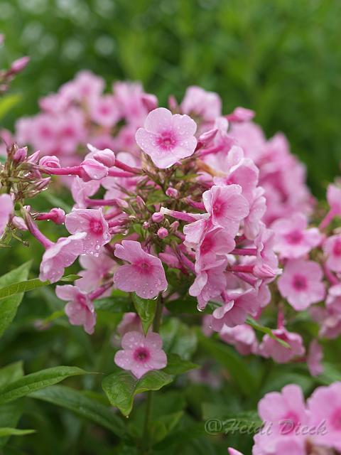 Phlox Inta.JPG